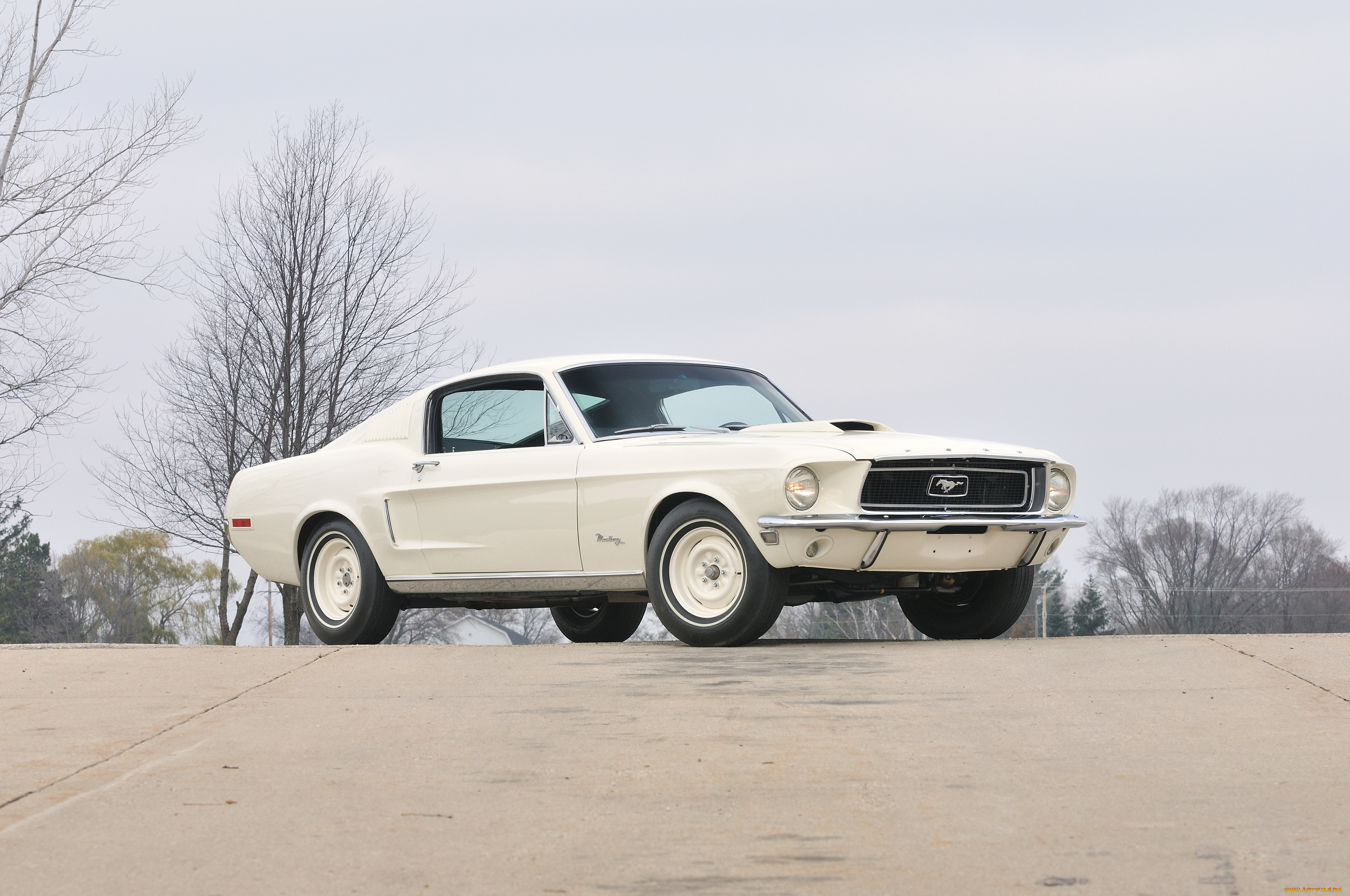 , mustang